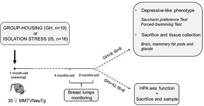 Chronic Isolation Stress Affects Central Neuroendocrine Signaling Leading to a Metabolically Active Microenvironment in a Mouse Model of Breast Cancer